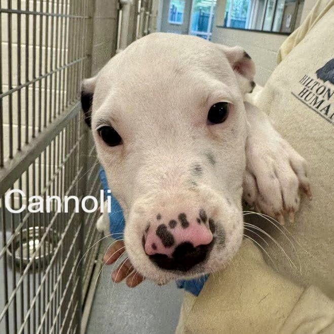 Cannoli Image