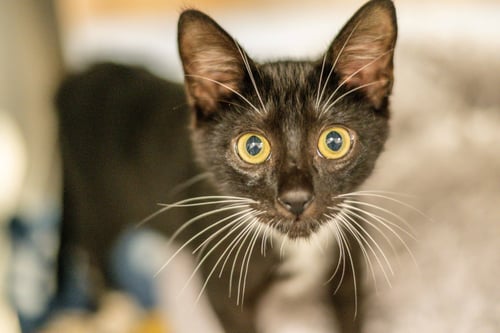 CARVER - Domestic Short Hair available for adoption