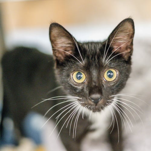 CARVER - Domestic Short Hair available for adoption