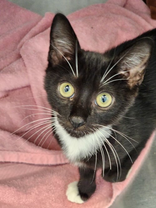 CARVER - Domestic Short Hair available for adoption