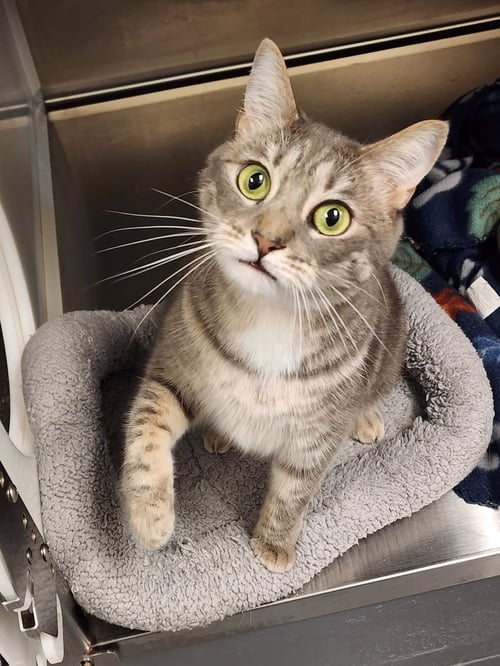 BOBBI - Domestic Short Hair available for adoption