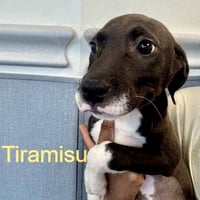 Tiramisu - Photo 1