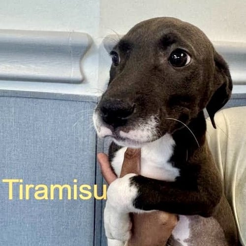 TIRAMISU - Terrier available for adoption