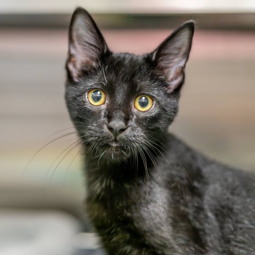 JOSEPH - Domestic Short Hair available for adoption