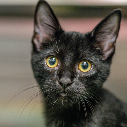 JOSEPH - Domestic Short Hair available for adoption