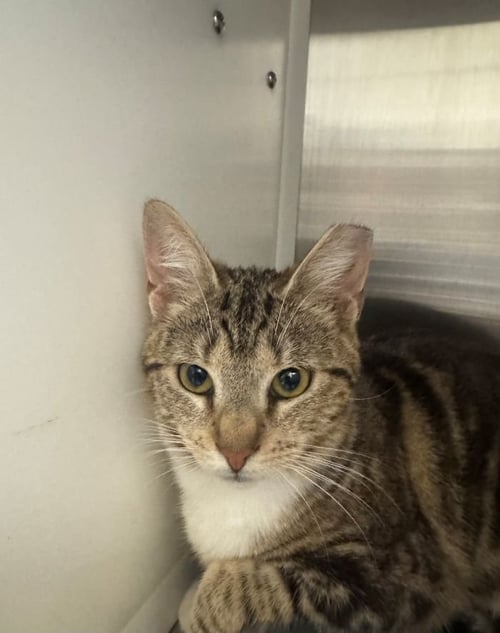 AURORA - Domestic Short Hair available for adoption