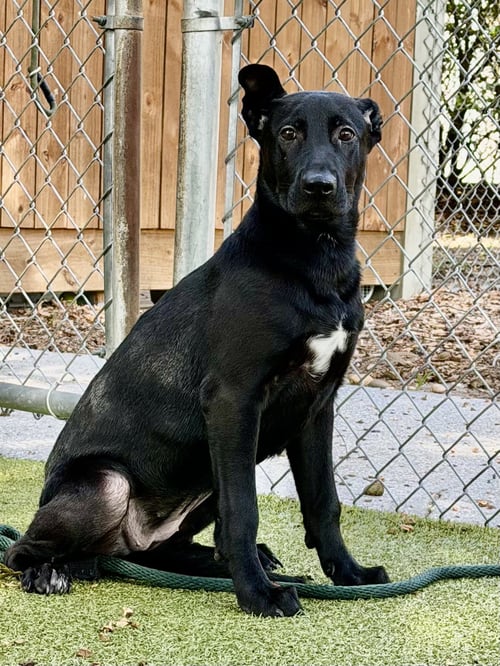 BETTY WHITE - Labrador Retriever available for adoption