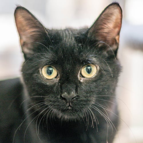 ROLO - Domestic Short Hair available for adoption