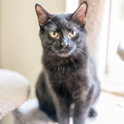 ROLO - Domestic Short Hair available for adoption