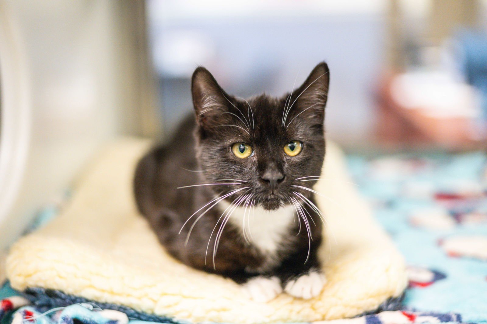 MARGUERITE - Domestic Short Hair available for adoption