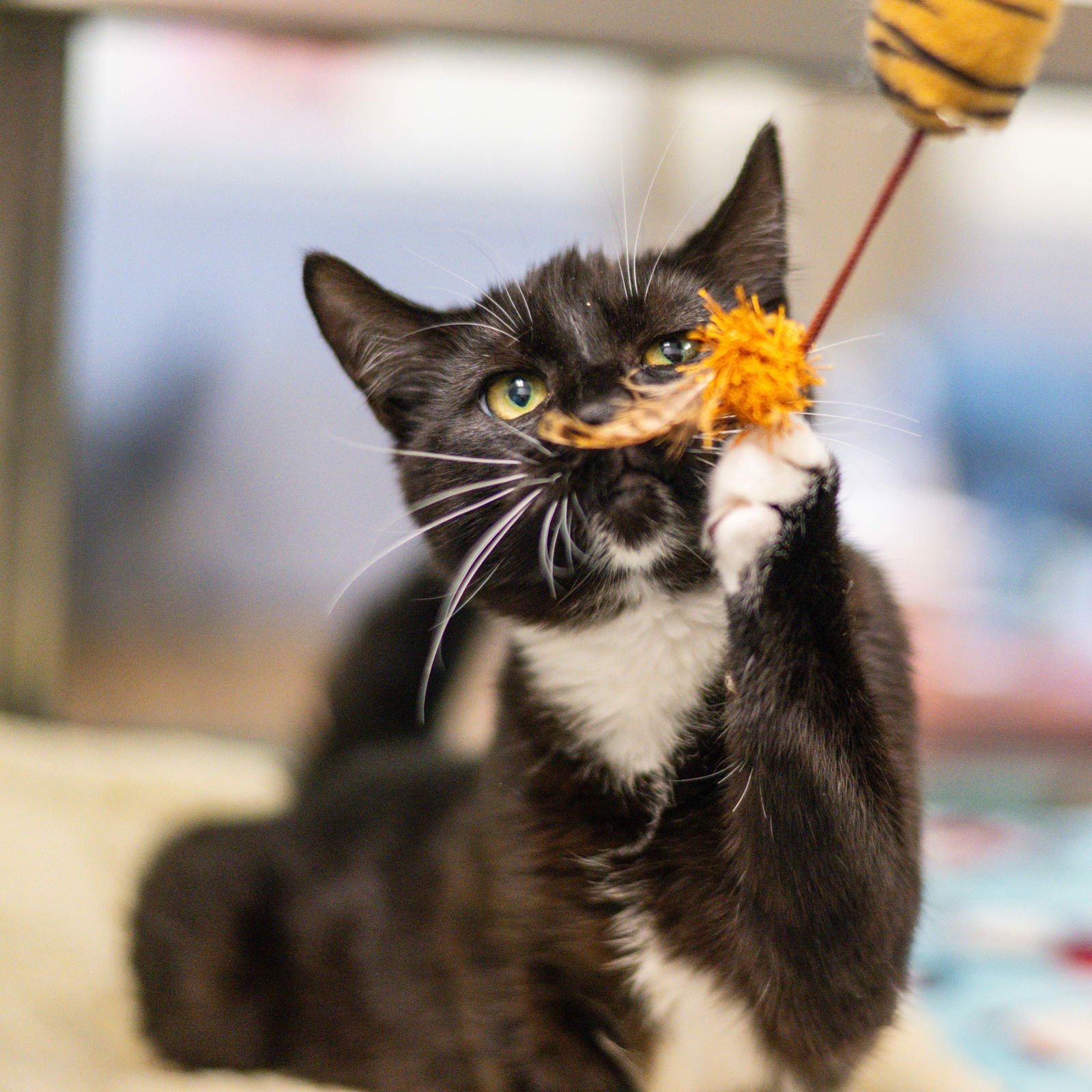 MARGUERITE - Domestic Short Hair available for adoption