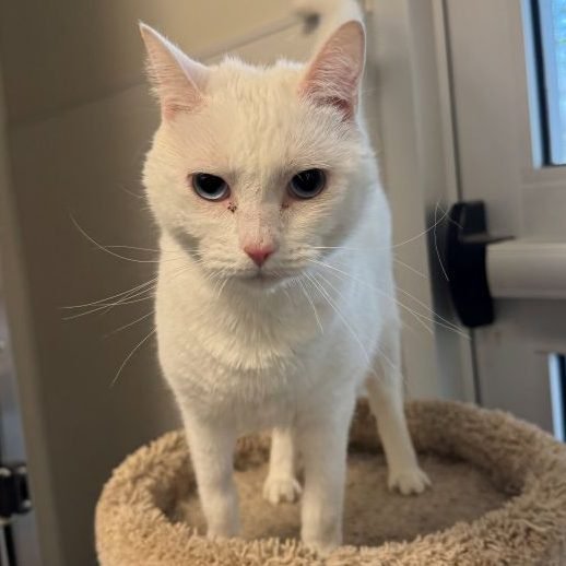 JUNIE - Domestic Short Hair available for adoption