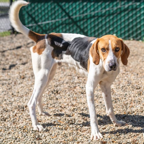 KEVIN - Hound available for adoption