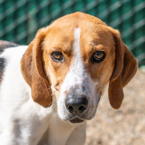 KEVIN - Hound for adoption in Savannah