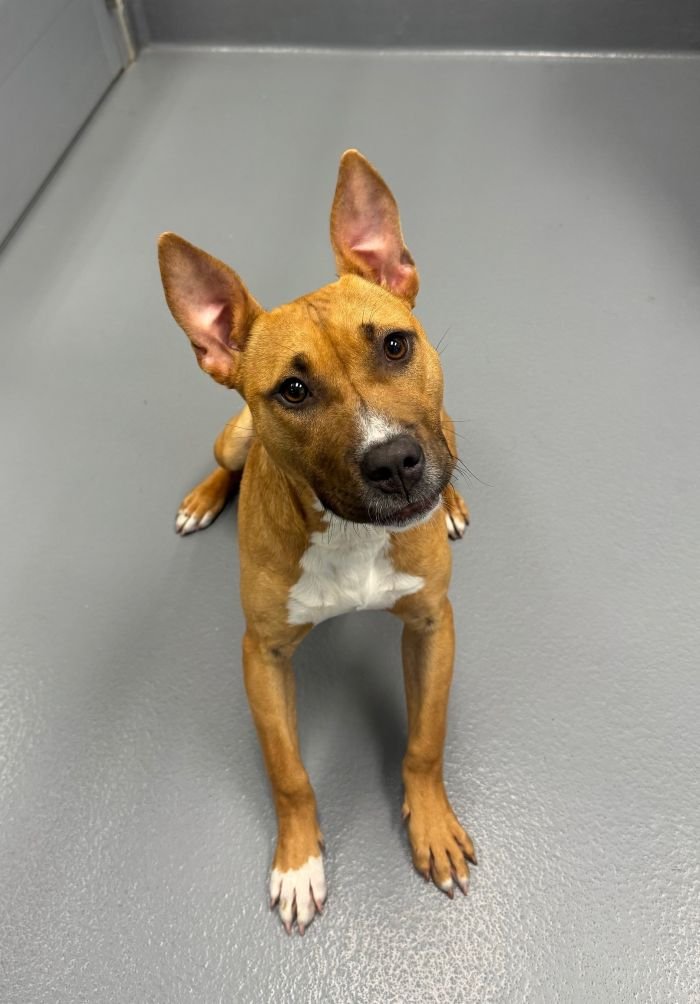 CHARLOTTE - Terrier available for adoption