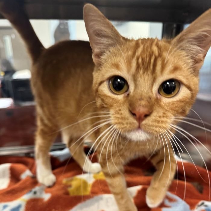 RUKUS - Domestic Short Hair available for adoption