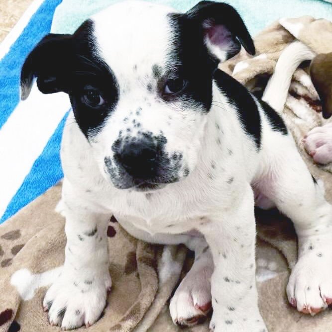 MRS COW - Boxer available for adoption