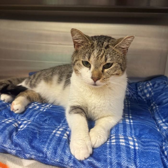 KAREN - Domestic Short Hair available for adoption