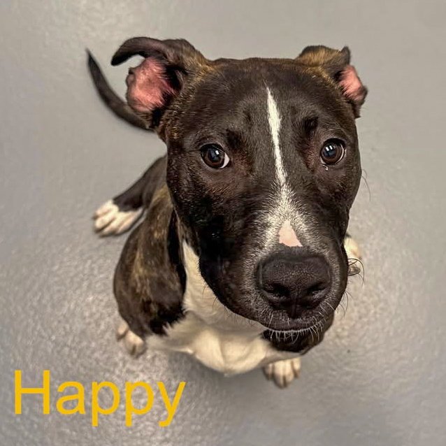 Happy Image