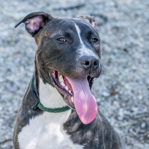 HAPPY - Labrador Retriever / Terrier for adoption in Savannah