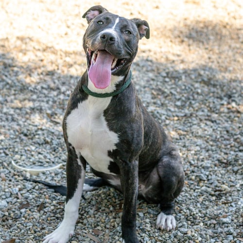 HAPPY - Labrador Retriever / Terrier available for adoption