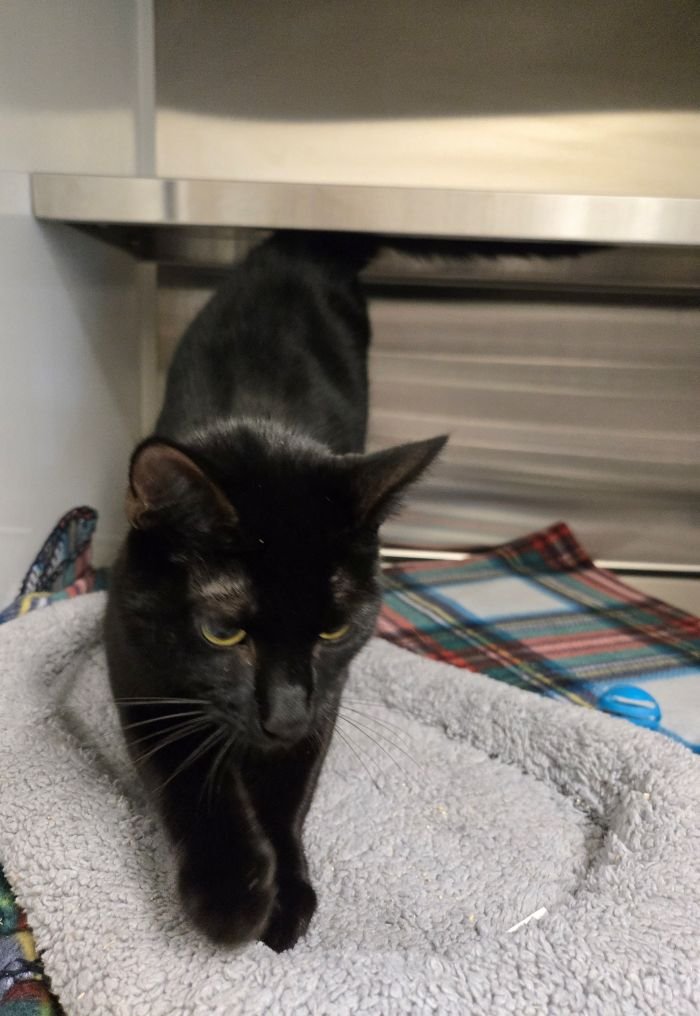 SANDERSON - Domestic Short Hair available for adoption