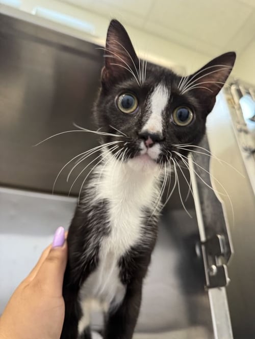 MANCHAS - Domestic Short Hair available for adoption