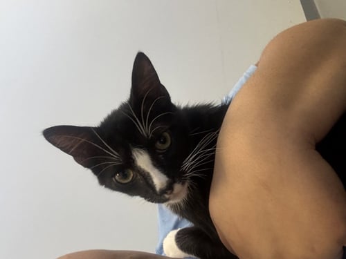 MANCHAS - Domestic Short Hair available for adoption