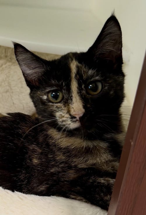 BURGER - Domestic Short Hair available for adoption