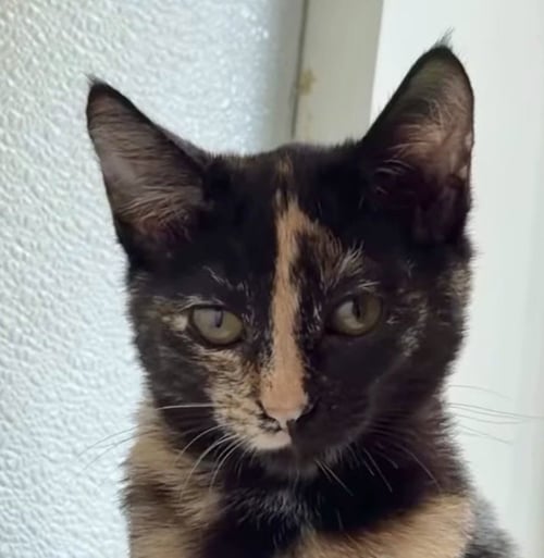 BURGER - Domestic Short Hair available for adoption
