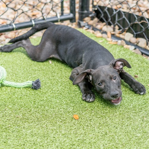 GARRETT - Labrador Retriever available for adoption
