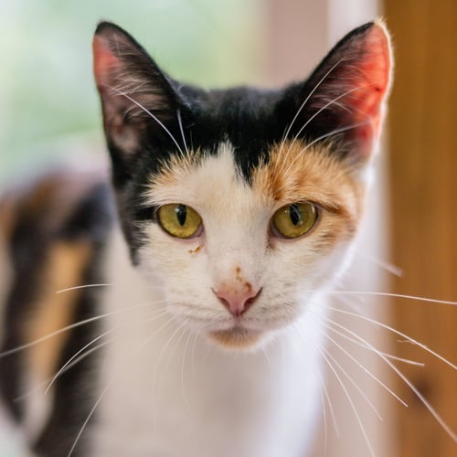 FIREFLY - Domestic Short Hair available for adoption