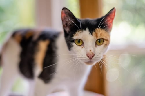 FIREFLY - Domestic Short Hair available for adoption
