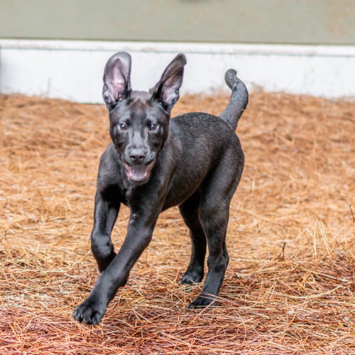 PRINGLE - Labrador Retriever available for adoption
