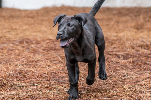 PRINGLE - Labrador Retriever available for adoption
