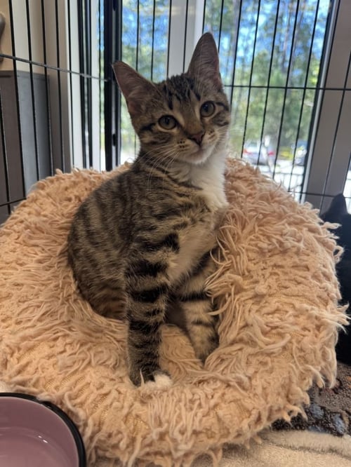 SWAN - Domestic Short Hair available for adoption