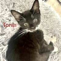 Tonin - Photo 1