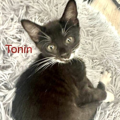 TONIN - Domestic Short Hair for adoption in Savannah