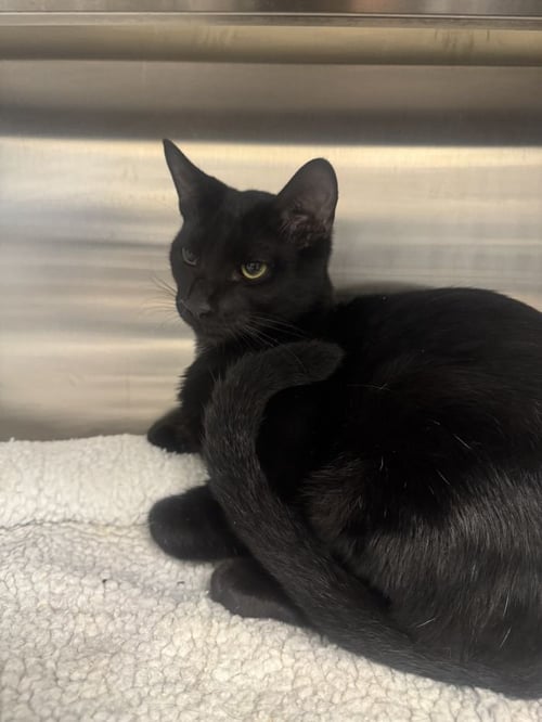 PICKLES - Domestic Short Hair available for adoption
