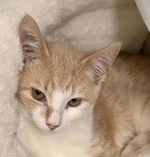 CHEESE - Domestic Short Hair available for adoption