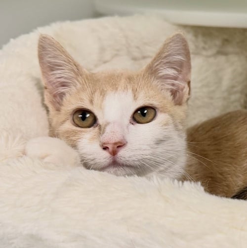 CHEESE - Domestic Short Hair available for adoption