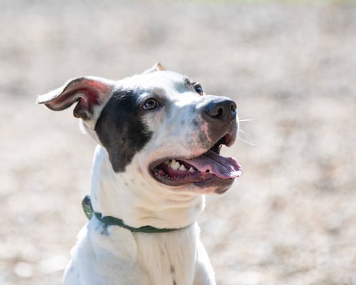 WALLEN - Great Dane available for adoption