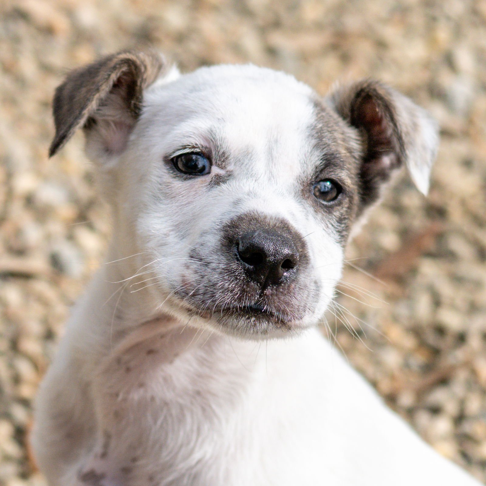 PUMPERNICKEL - Husky / Terrier available for adoption