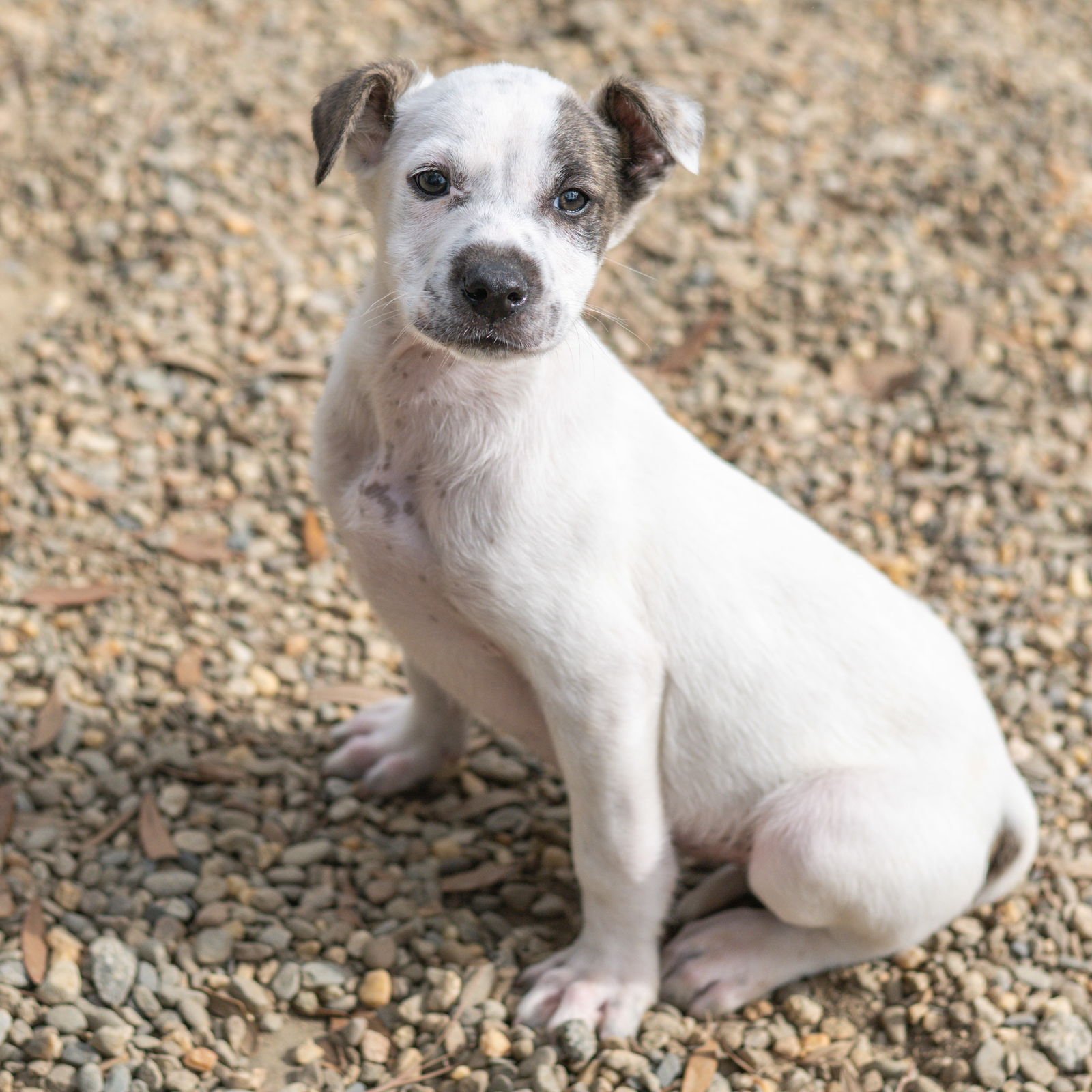 PUMPERNICKEL - Husky / Terrier available for adoption