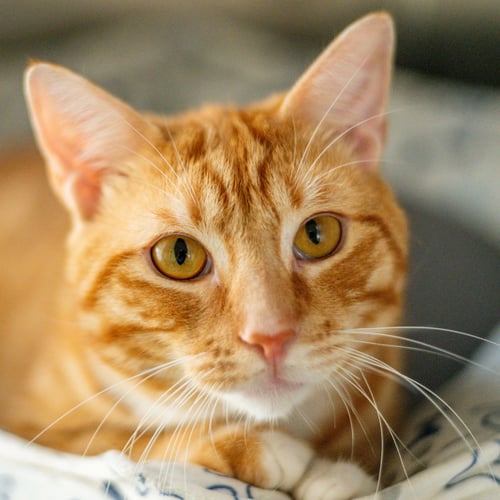 STUMPY - Domestic Short Hair available for adoption