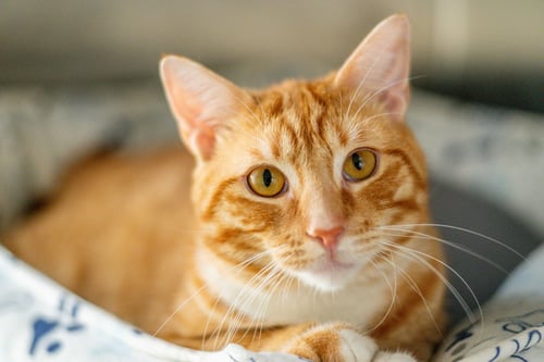 STUMPY - Domestic Short Hair available for adoption