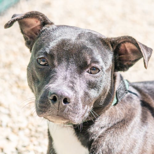 PIPER - Terrier for adoption in Savannah