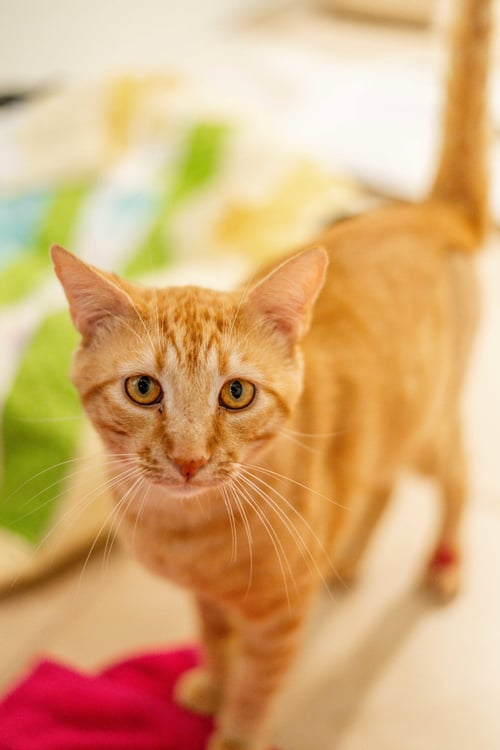 FELIX - Domestic Short Hair available for adoption