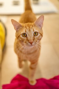Felix - Photo 3