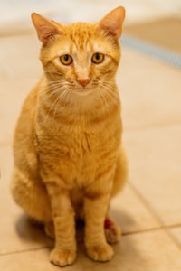 Felix - Photo 4